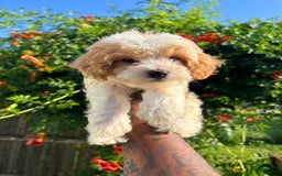 Cavapoo dogs for sale: Timmy - Image 1