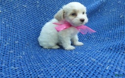 Maltipoo dogs for sale: Marie - Image 1