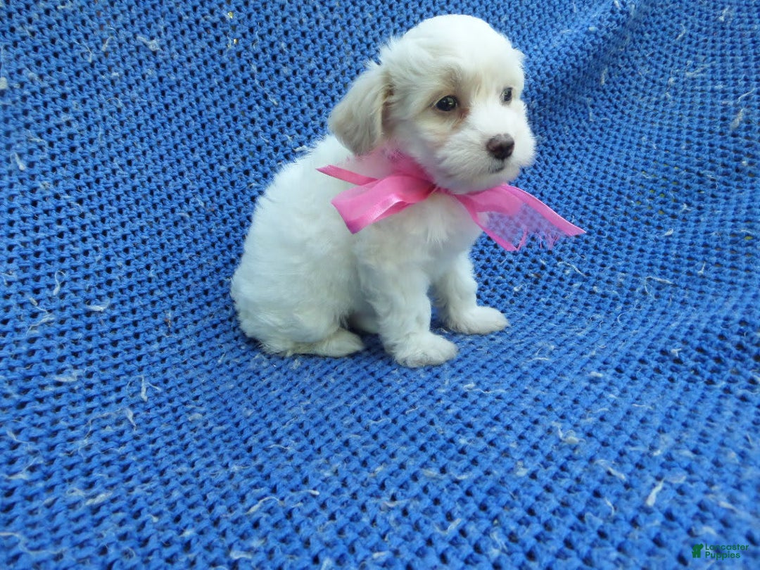 Maltipoo dogs for sale: Marie - Image 1