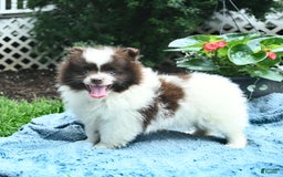 Pomeranian dogs for sale: Denmark - Image 2