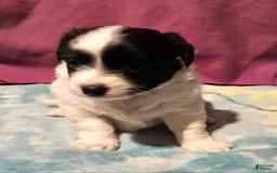 Chihuahua dogs for sale: Nix - Image 1