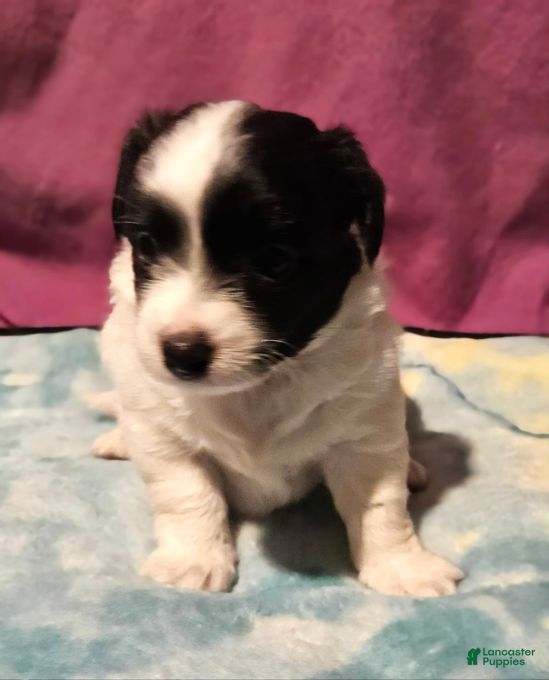 Chihuahua dogs for sale: Nix - Image 1