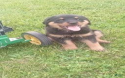 Rottweiler dogs for sale: Penny - Image 1