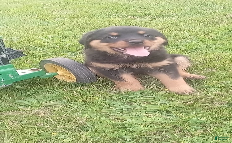 Rottweiler dogs for sale - Ad 3