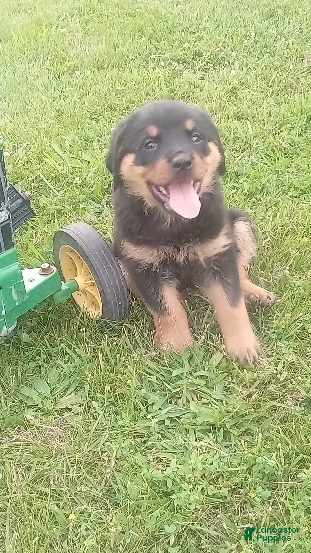 Rottweiler dogs for sale: Penny - Image 1