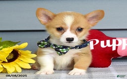 Welsh Corgi Pembroke dogs for sale: Zachary - Image 6