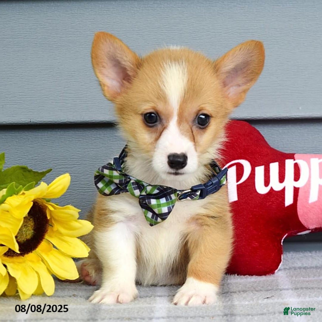 Welsh Corgi Pembroke dogs for sale: Zachary - Image 6