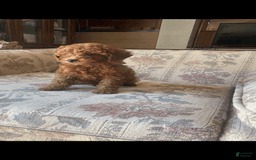 Toy Poodle dogs for sale: Boy A - Image 4
