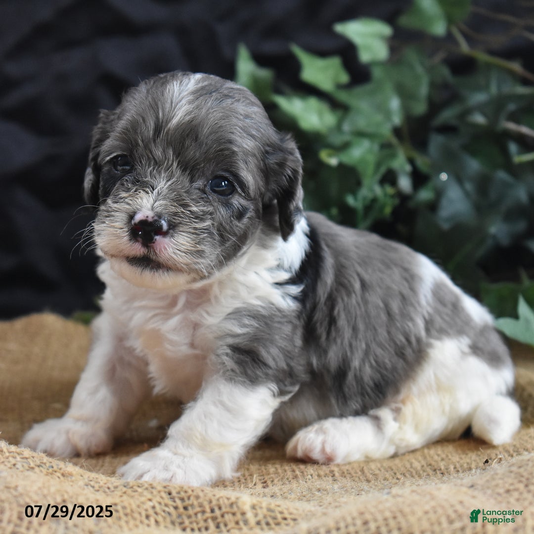 Cavapoo dogs for sale: Aaron - Image 5