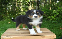 Australian Shepherd dogs for sale: Austin - Image 4