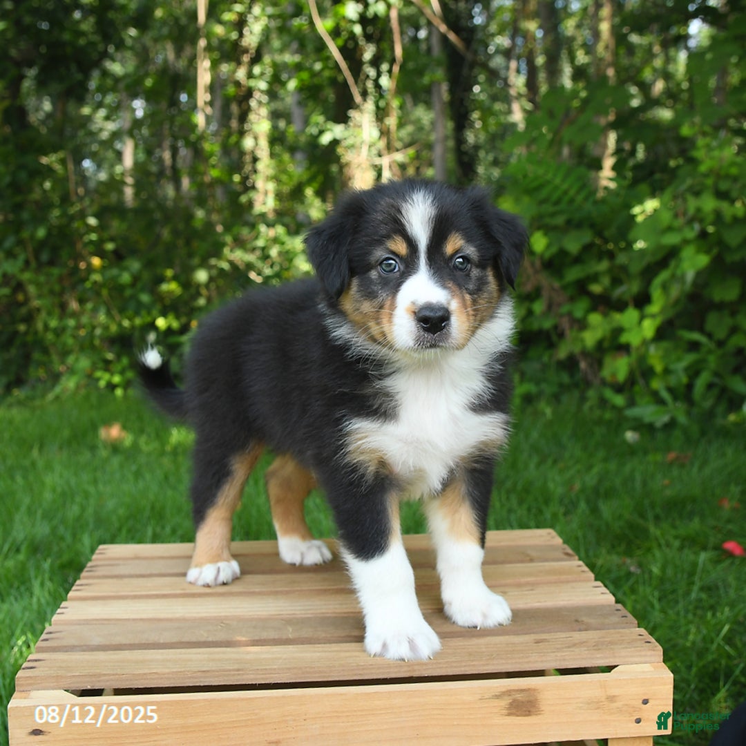 Australian Shepherd dogs for sale: Austin - Image 4