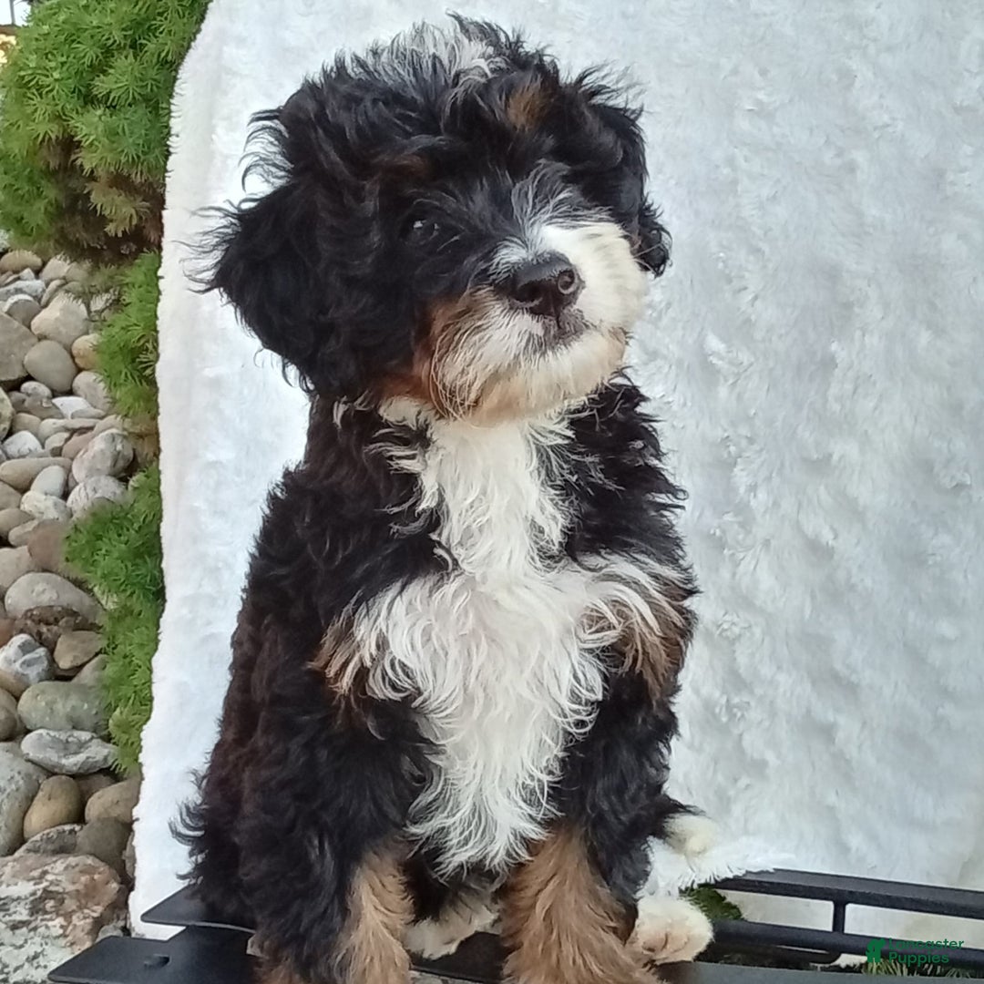 Mini Bernedoodle dogs for sale: Oakley - Image 43