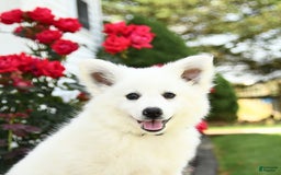 American Eskimo dogs for sale: Moonlight - Image 4