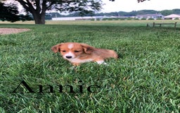 Welsh Corgi Pembroke dogs for sale: Annie - Image 5