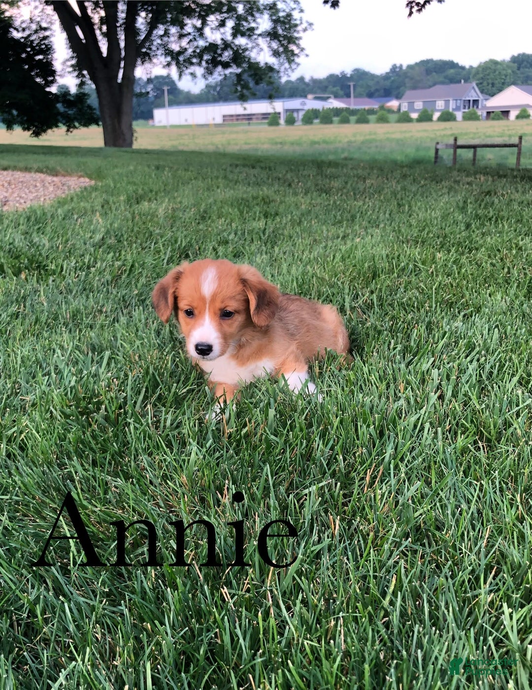 Welsh Corgi Pembroke dogs for sale: Annie - Image 5