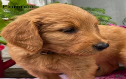 Goldendoodle dogs for sale: Florence - Image 1