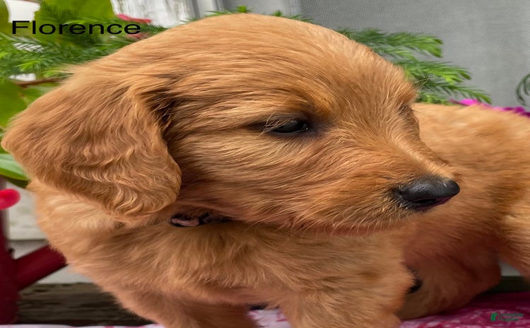 Goldendoodle dogs for sale - Ad 2