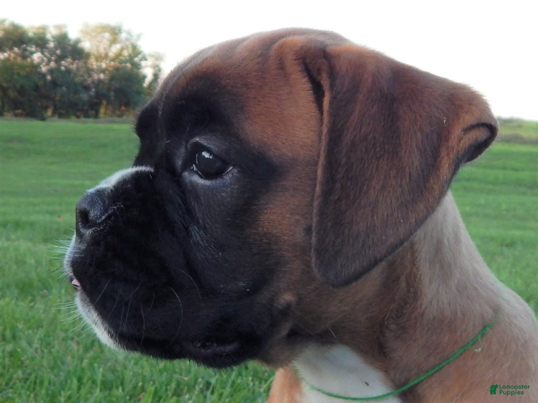 Boxer dogs for sale: Carin - Image 4