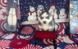 Siberian Husky dogs for sale: Nakita - Image 3
