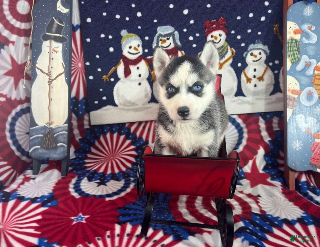 Siberian Husky dogs for sale: Nakita - Image 3