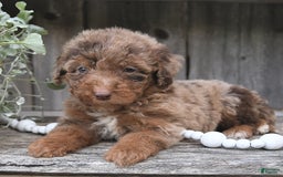 Aussiedoodle dogs for sale: Mason - Image 1