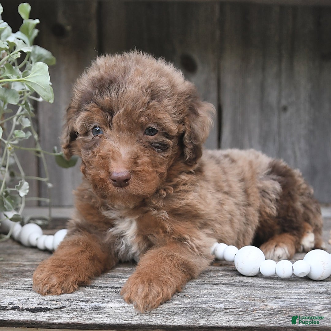 Aussiedoodle dogs for sale: Mason - Image 1