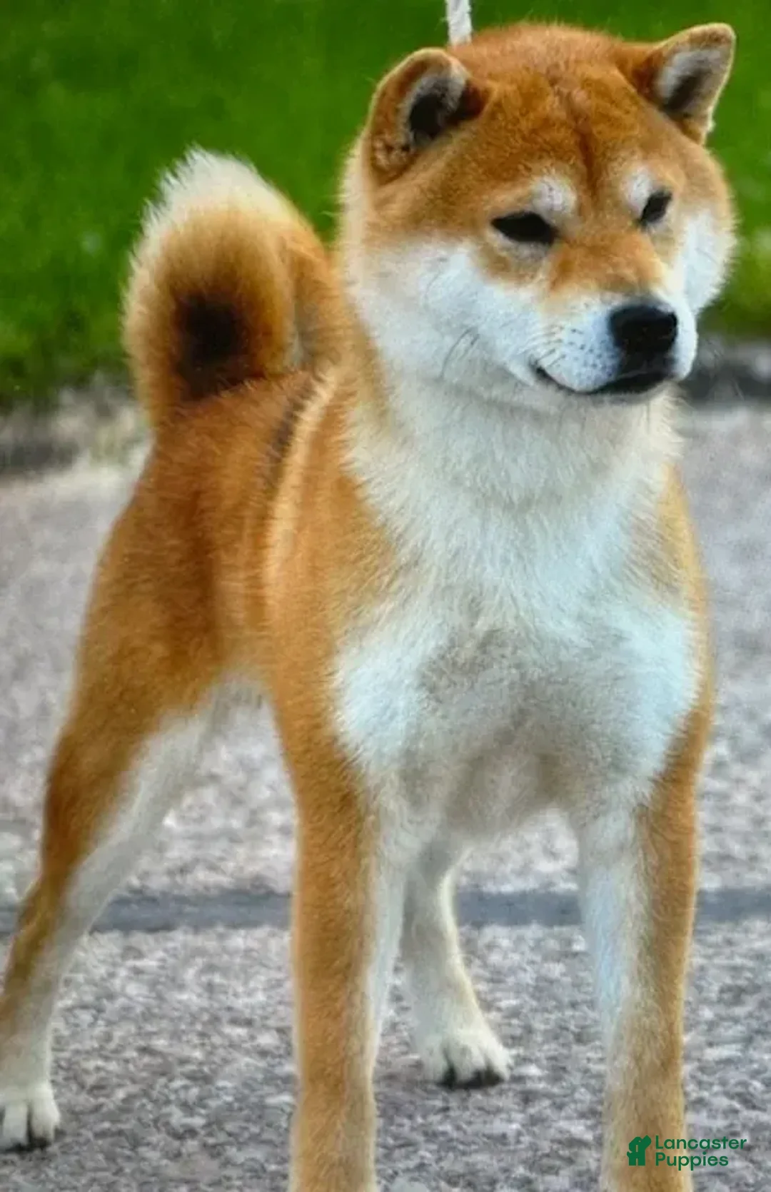 Shiba Inu dogs for sale: Turbo - Image 3