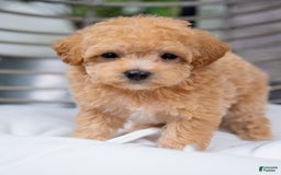 Maltipoo dogs for sale: Valentina - Image 8