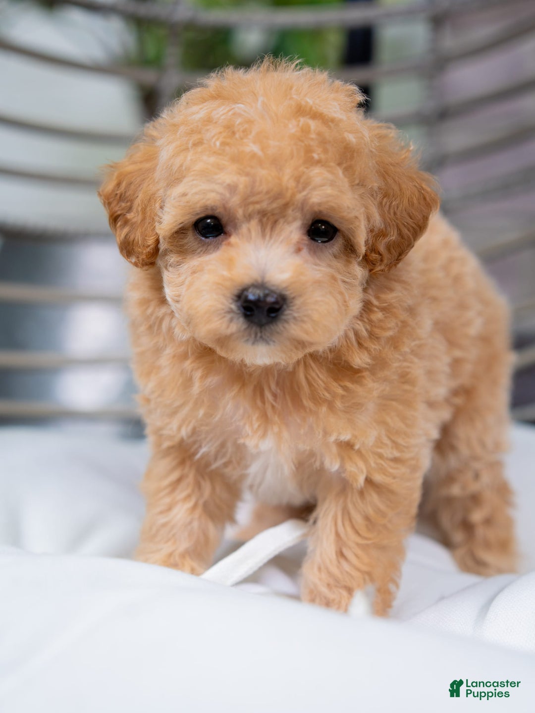 Maltipoo dogs for sale: Valentina - Image 8
