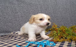 Cavachon dogs for sale: Jordan - Image 5