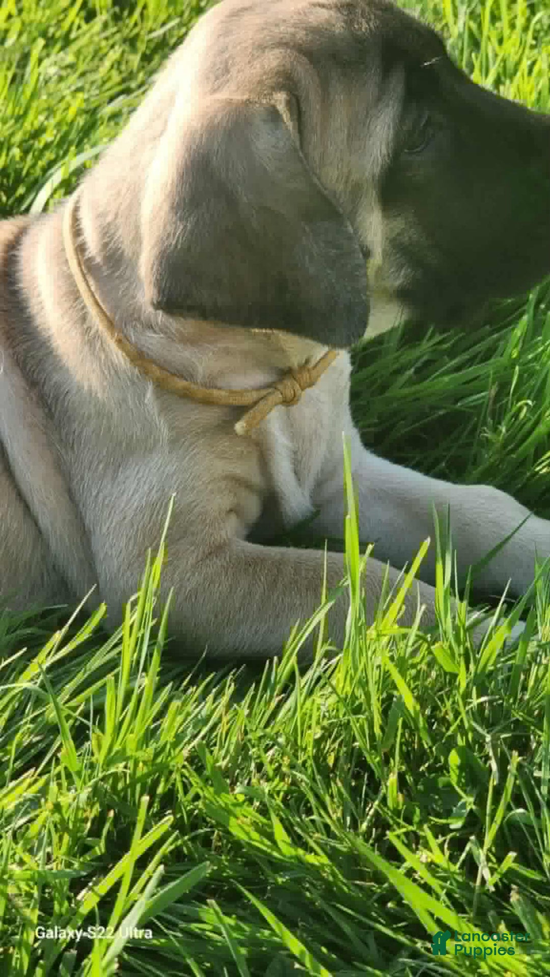 English Mastiff dogs for sale: Peanut - Image 5