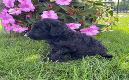 Standard Poodle dogs for sale: Royce - Image 1