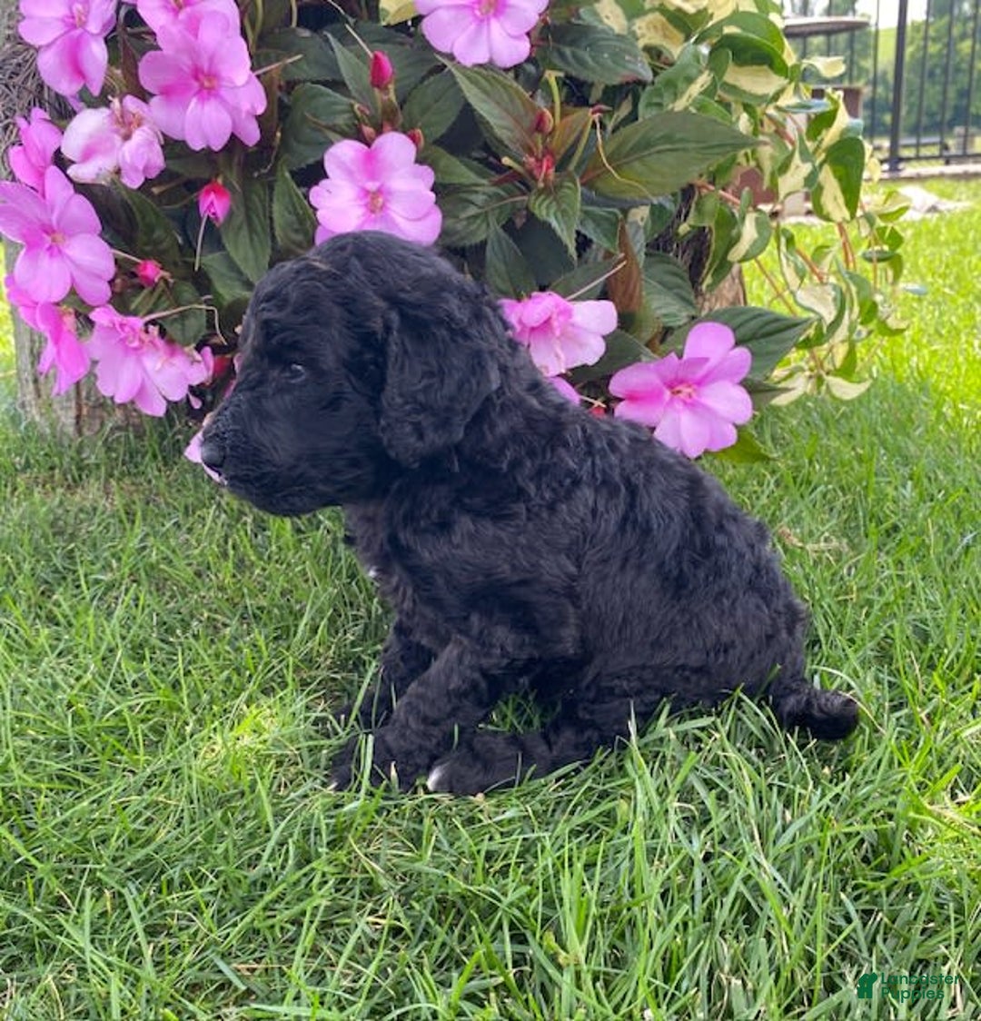 Standard Poodle dogs for sale: Royce - Image 1