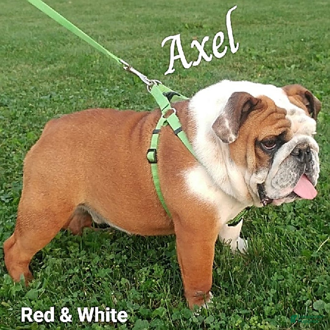 English Bulldog dogs for sale: Rocky - Image 7