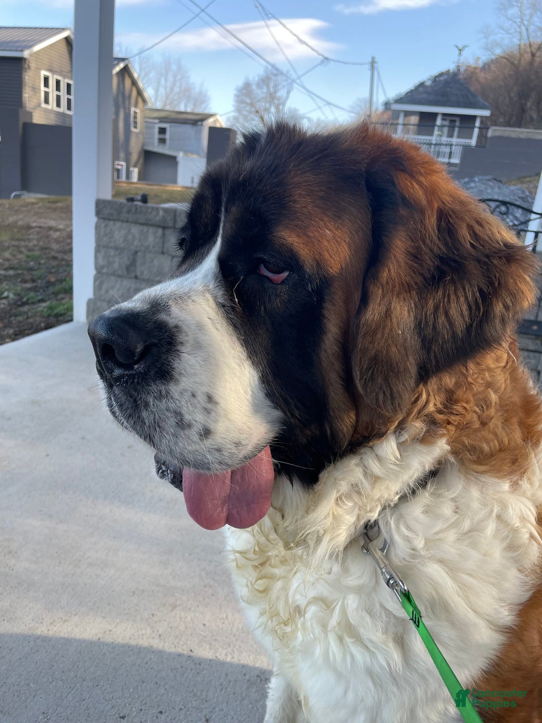 Saint Bernard dogs for sale: Oliver - Image 18