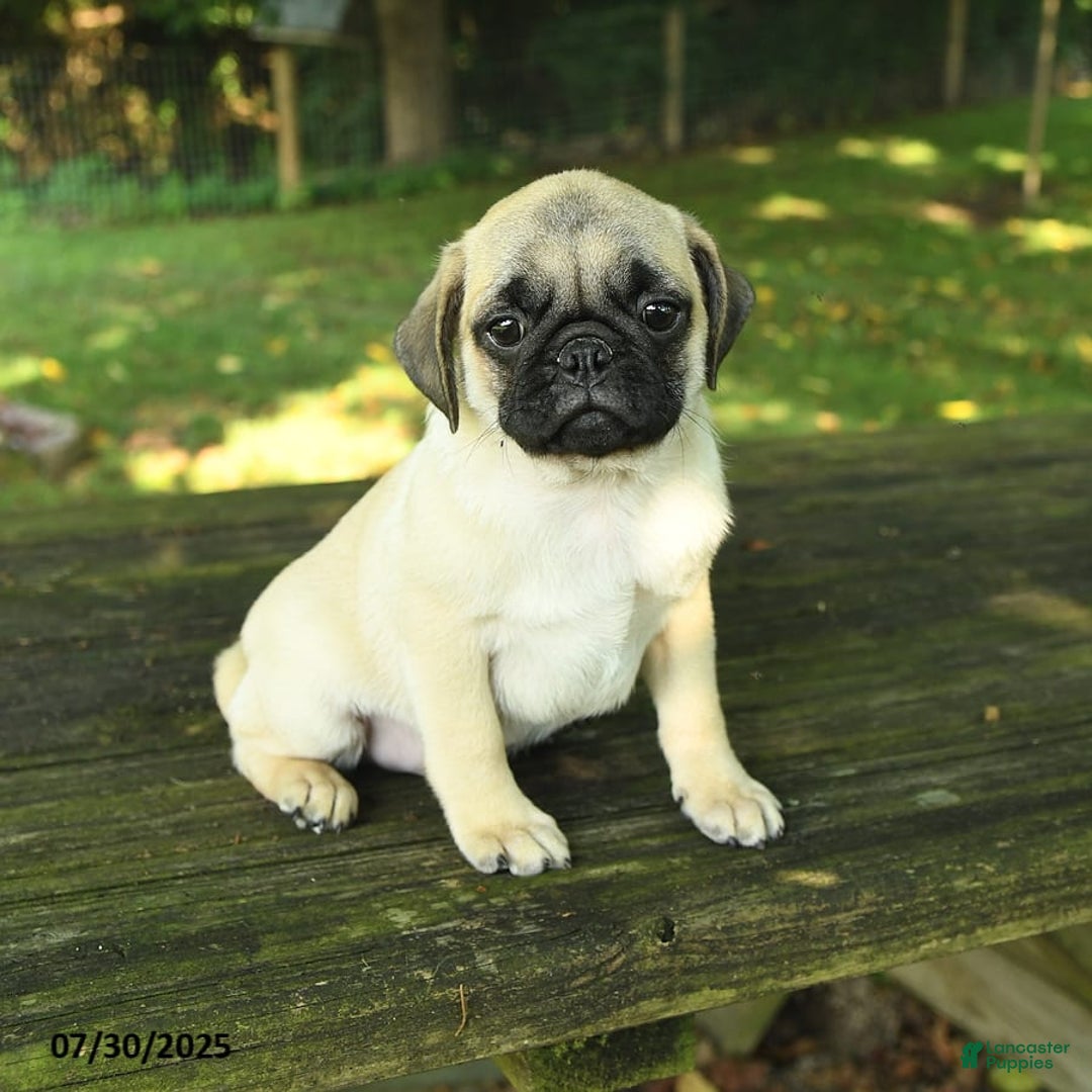 Pug dogs for sale: Jasper - Image 7