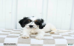 Cavapoo dogs for sale: Utah - Image 4