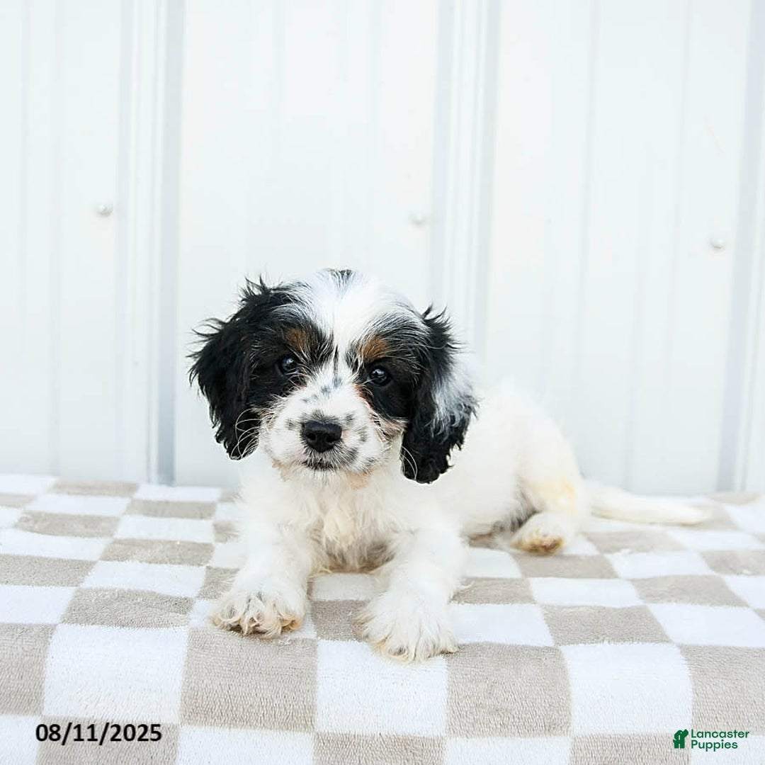 Cavapoo dogs for sale: Utah - Image 4