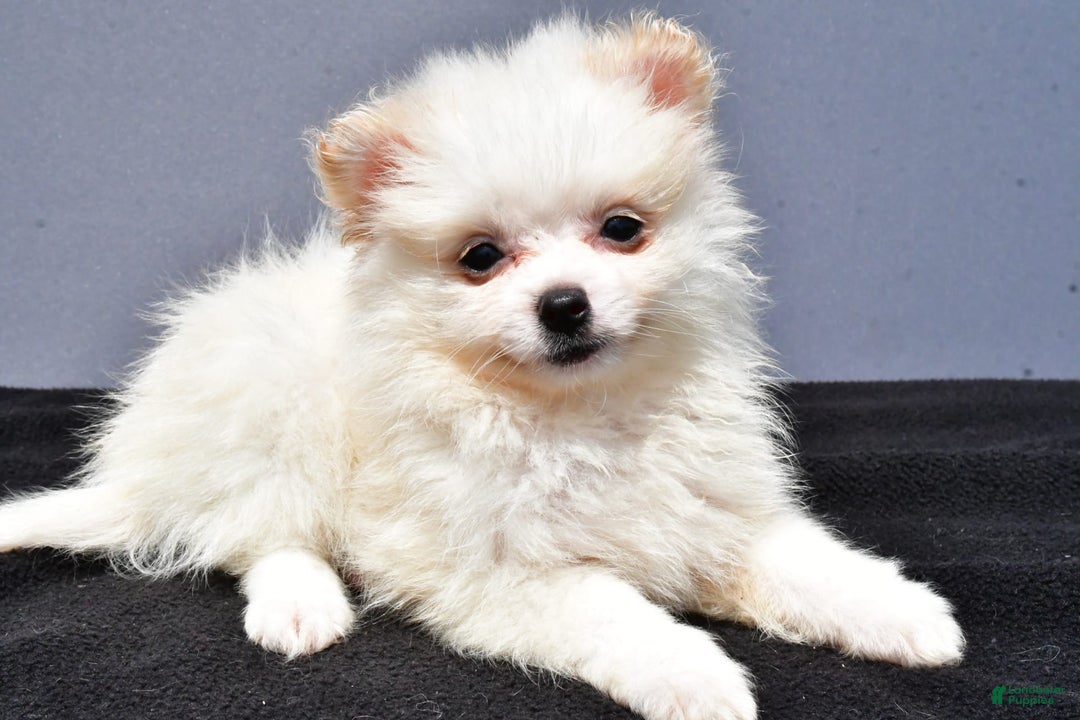 Pomeranian dogs for sale: Isabella - Image 5
