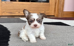 Coton De Tulear dogs for sale: Rita - Image 4