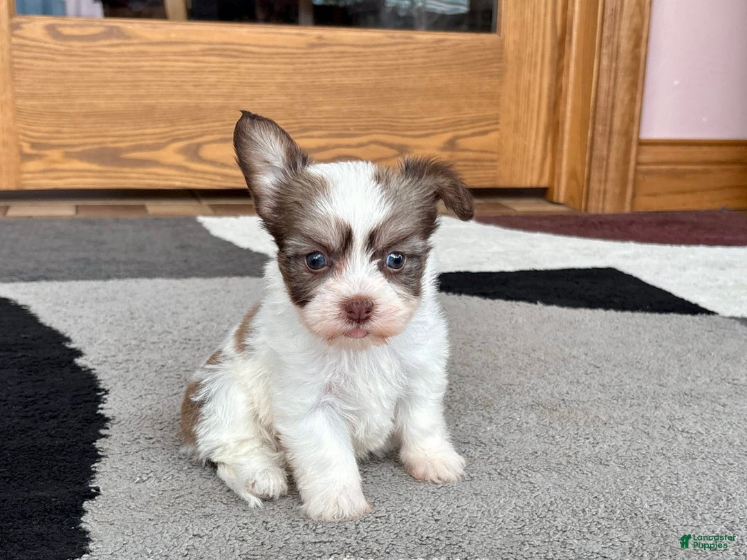 Coton De Tulear dogs for sale: Rita - Image 4