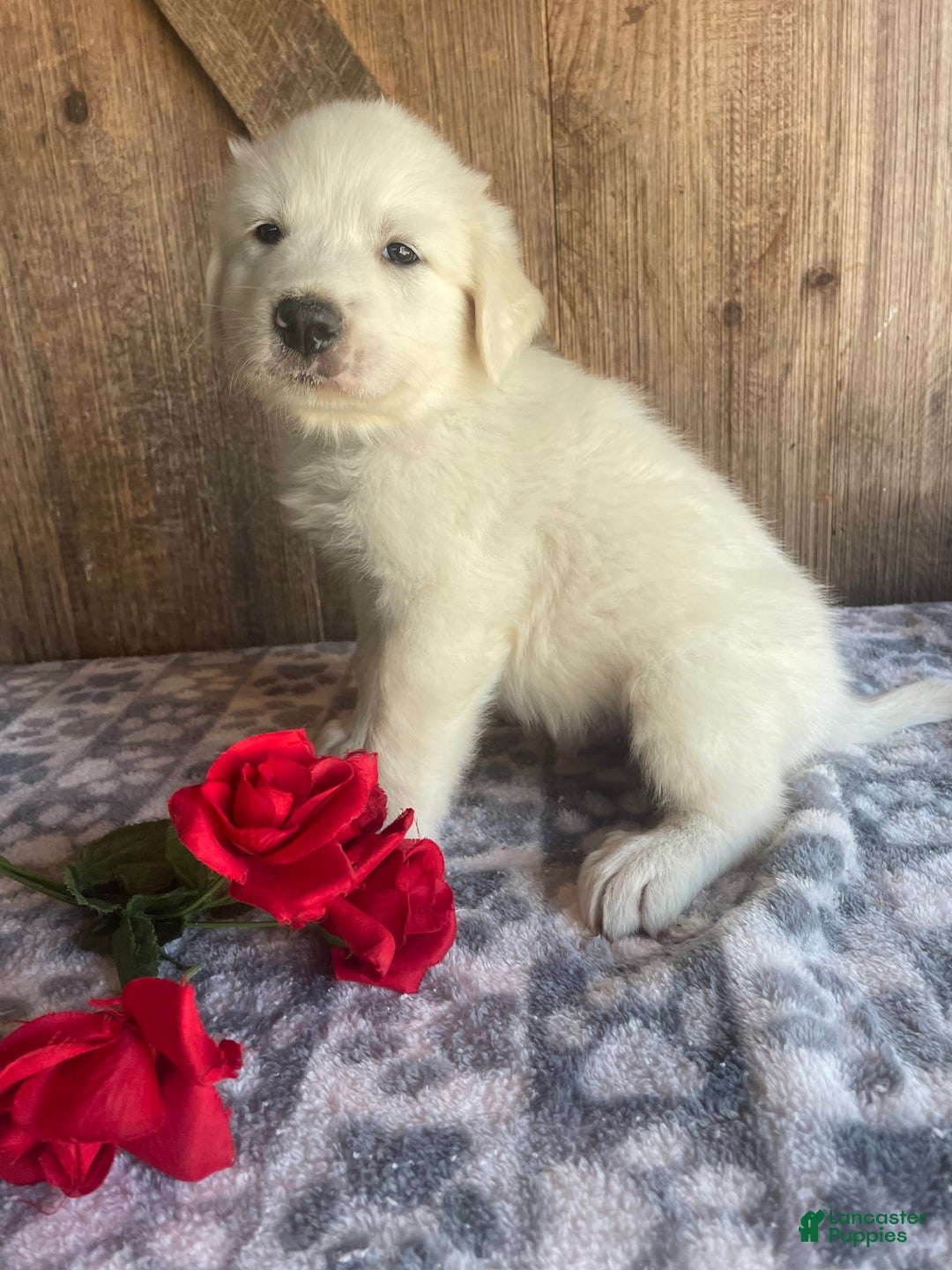 Great Pyrenees dogs for sale: Apollo - Image 3