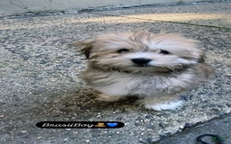 Havanese dogs for sale: Brasii - Image 3