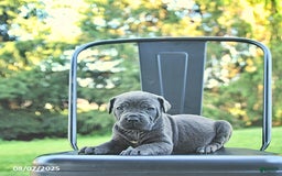 Cane Corso dogs for sale: Asia - Image 4
