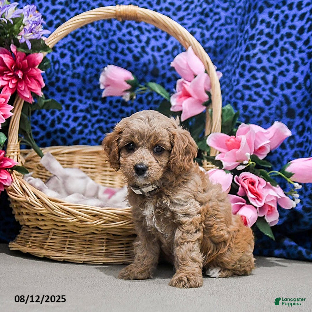 Cavapoo dogs for sale: Brownie - Image 5
