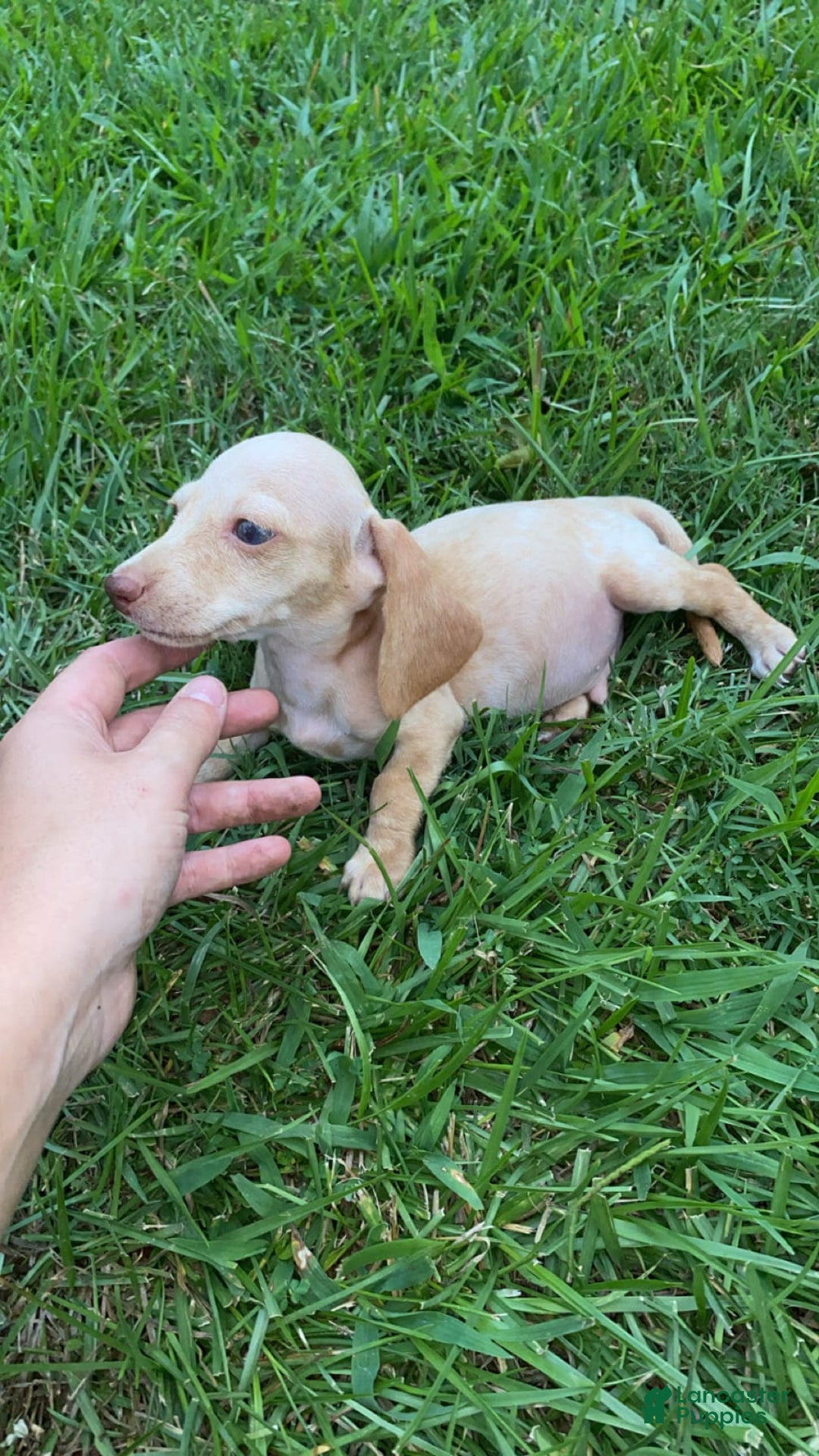 Dachshund dogs for sale: Sandman - Image 1