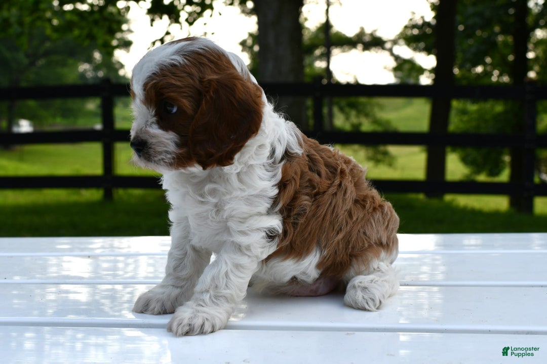 Cavapoo dogs for sale: Mia - Image 5