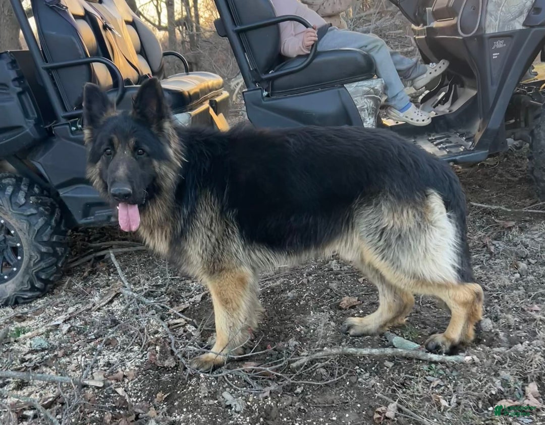 German Shepherd dogs for sale: Libby - Image 8