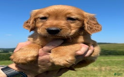 Golden Retriever dogs for sale: Meadow - Image 9