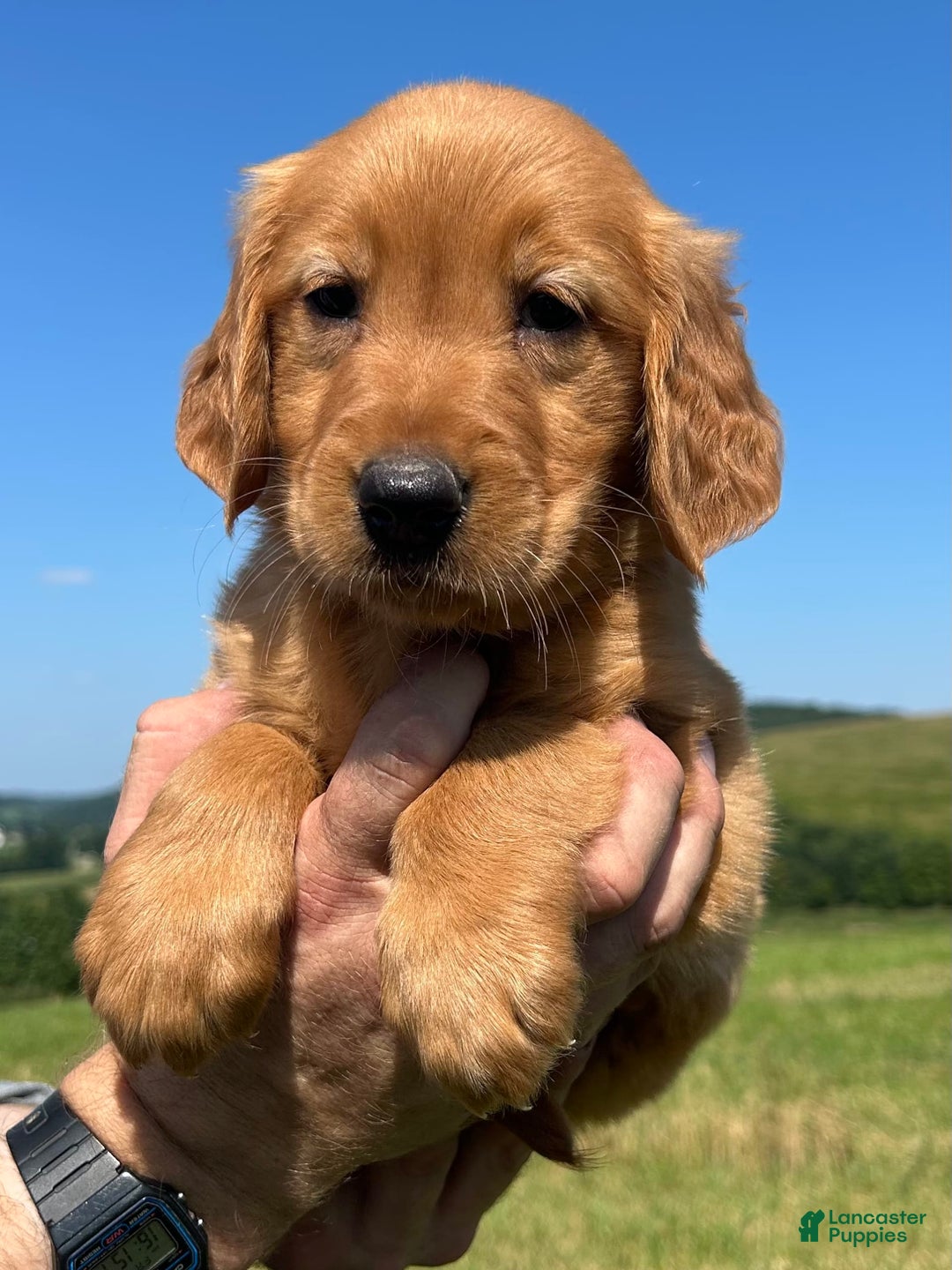 Golden Retriever dogs for sale: Meadow - Image 9